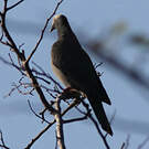 Pigeon à couronne blanche