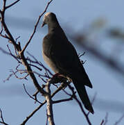 White-crowned Pigeon