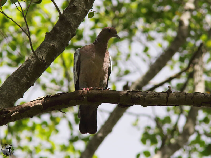 Picazuro Pigeonadult, identification