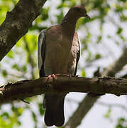 Picazuro Pigeon