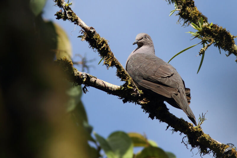 Plumbeous Pigeon, identification