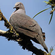 Plumbeous Pigeon