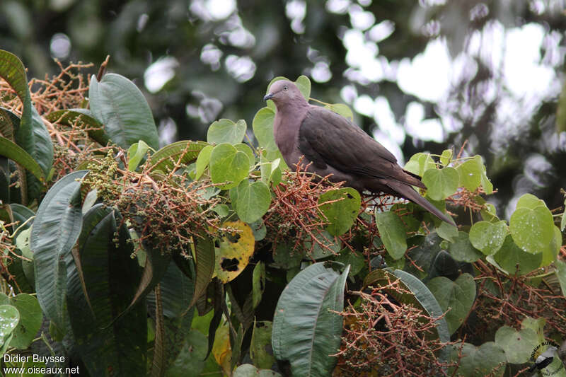 Pigeon plombéadulte, identification