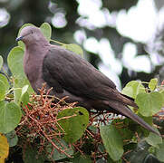 Pigeon plombé