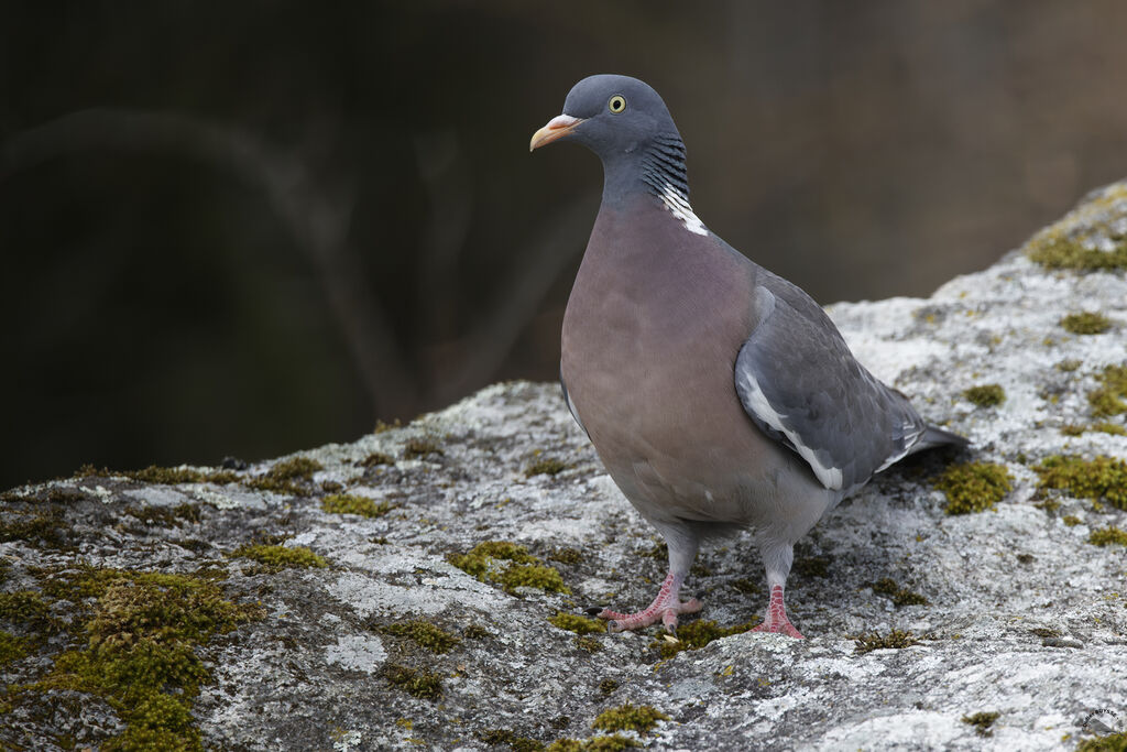 Common Wood Pigeonadult