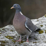 Common Wood Pigeon