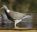 Pigeon ramier
