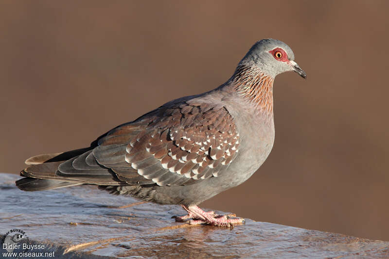 Pigeon roussardadulte, composition, pigmentation