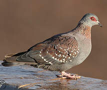 Pigeon roussard