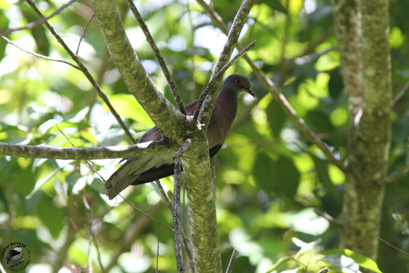 Pale-vented Pigeon, identification