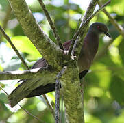 Pigeon rousset