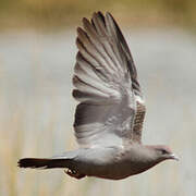 Spot-winged Pigeon