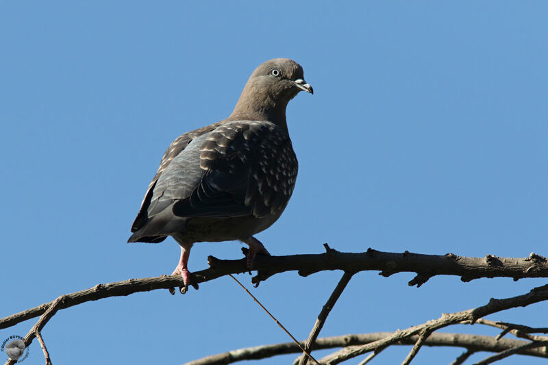 Pigeon tigréadulte, identification