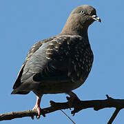 Spot-winged Pigeon