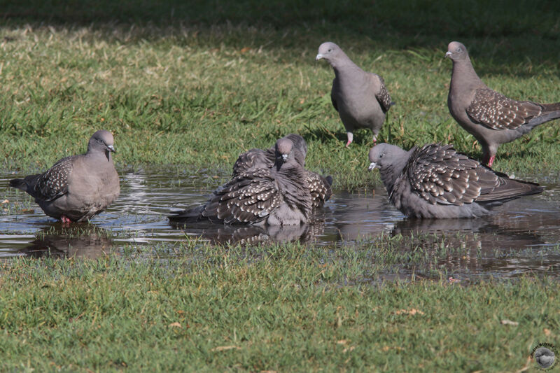 Spot-winged Pigeonadult