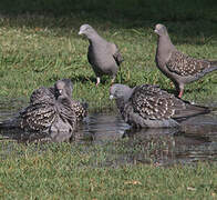 Spot-winged Pigeon