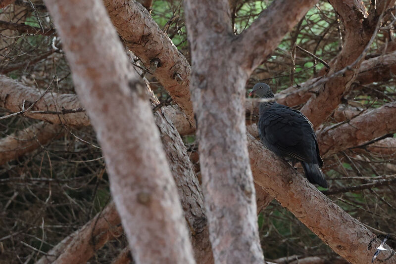 Pigeon trocazadulte, identification