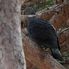 Pigeon trocaz