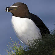 Razorbill