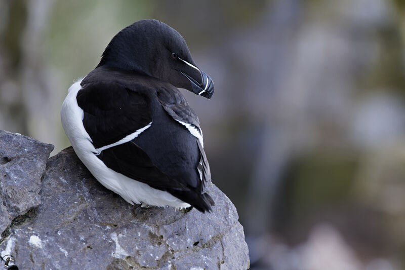 Pingouin tordaadulte, habitat