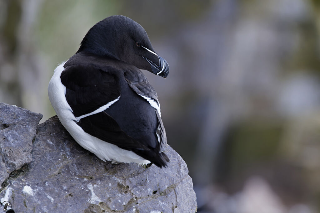 Razorbilladult, habitat