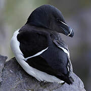 Razorbill