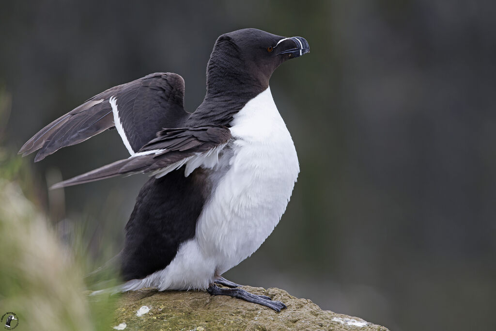 Pingouin tordaadulte