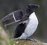 Razorbill