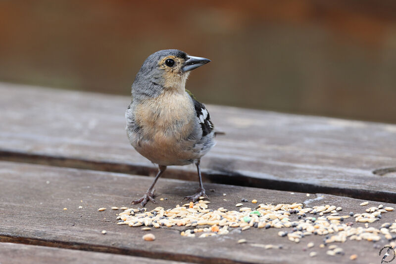 Eurasian Chaffinch male adult, identification