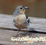 Common Chaffinch