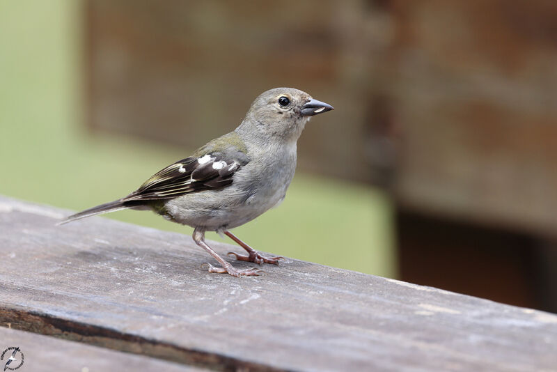 Pinson des arbres femelle adulte, identification