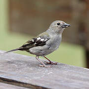 Eurasian Chaffinch