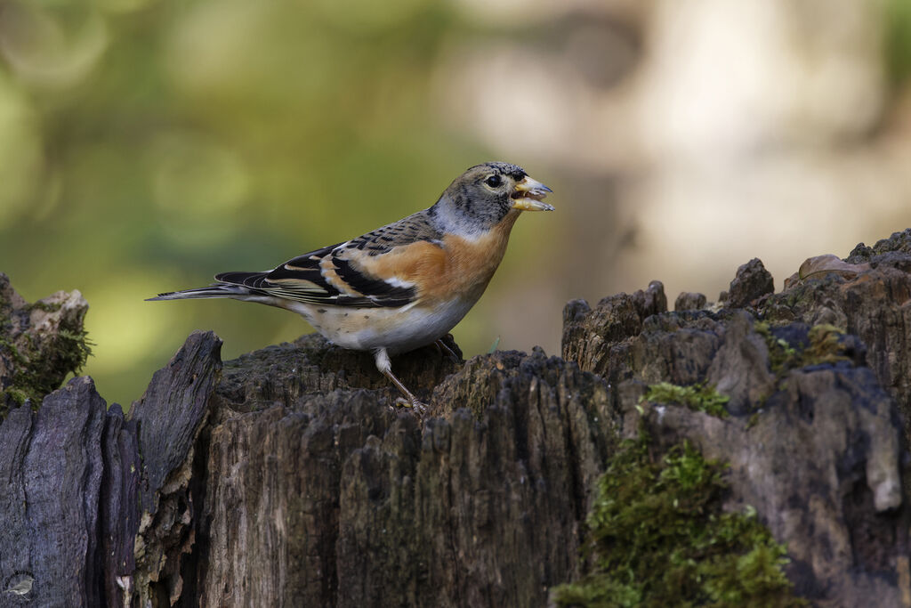 Brambling