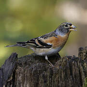 Brambling