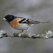 Brambling