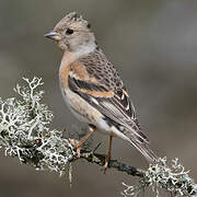 Brambling