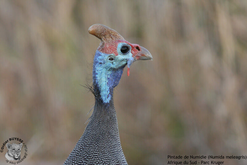 Helmeted Guineafowl