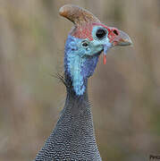 Helmeted Guineafowl