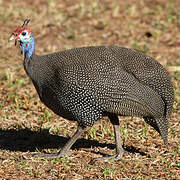 Helmeted Guineafowl