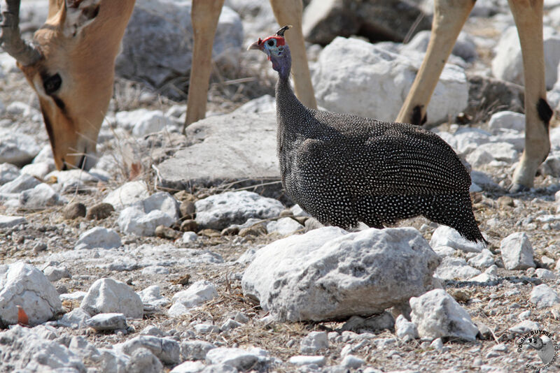 Helmeted Guineafowladult, identification