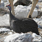 Helmeted Guineafowl