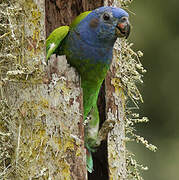 Blue-headed Parrot