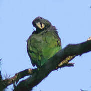 Scaly-headed Parrot