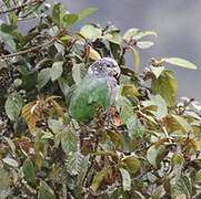 White-capped Parrot