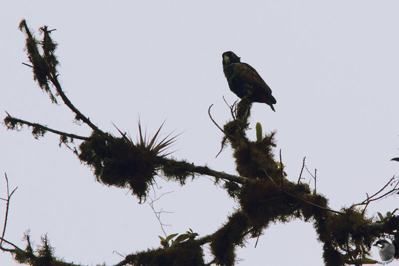 Bronze-winged Parrot, identification