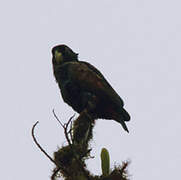 Bronze-winged Parrot