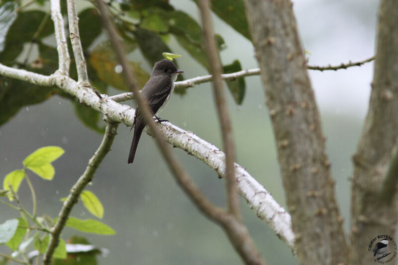 Eastern Wood Peweeadult, identification