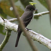 Eastern Wood Pewee