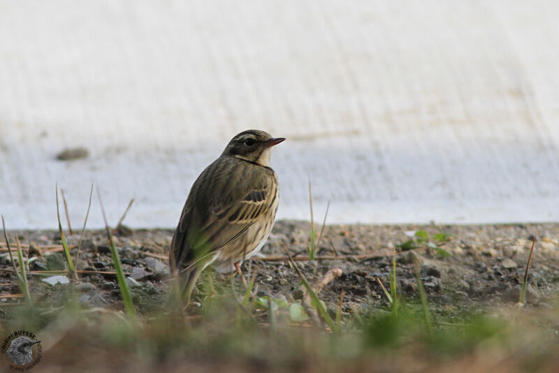 Pipit à dos oliveadulte, identification