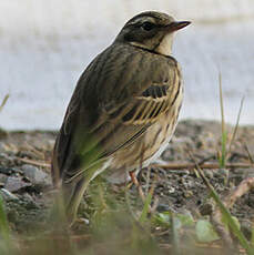 Pipit à dos olive